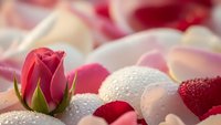 Red rose bud with romantic heart decorations and soft ribbon for Valentine's Day celebration, love concept, wedding anniversary greeting card design.
