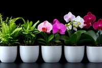 Row of potted plants featuring vibrant orchids in pink, white and burgundy shades alongside green ferns and succulents in matching white ceramic containers on dark surface.