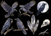 Raven and crow illustrations isolated on transparent background, ready for t-shirt design, clipart, stickers, sublimation and print-on-demand projects. Includes flying birds, perched corvids, feathers and skull elements.