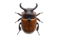 Brown rhinoceros beetle with dark horns and shiny carapace isolated on white background, macro photography showing detailed texture of insect specimen.