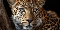 Close-up portrait of majestic leopard with piercing blue eyes and spotted golden fur pattern against dark background for wildlife photography projects.