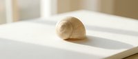 Single spiral seashell on white surface with soft natural lighting creating gentle shadows for minimalist home decor and spa wellness concepts.