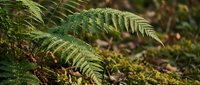 Lush green fern fronds with delicate leaflets creating natural forest floor patterns in dappled sunlight for botanical and nature design projects.