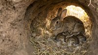 Wild rabbit mother with newborn babies in underground burrow nest surrounded by grass and earth creating cozy family scene in natural habitat.