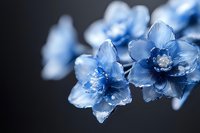 Delicate blue crystal flowers with frosted petals and intricate details against dark background create ethereal botanical art composition for greeting cards and decor.
