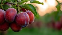 Fresh ripe red plums hanging on tree branch with green leaves in garden during sunset, natural organic fruit growing on plum tree in orchard.