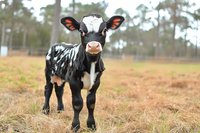 Young black and white spotted calf standing in grassy field with curious expression, orange butterfly markings on ears, against blurred forest background.