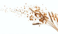 Dried wheat stalks with scattered brown seeds and grain particles on white background, creating natural organic composition for food industry designs.