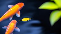 Vibrant orange koi fish swimming gracefully in dark pond water with yellow leaf floating above, creating serene Asian garden atmosphere. Green foliage in soft focus.