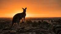 Kangaroo silhouette standing on rocky outcrop during golden sunset in Australian outback wilderness landscape with warm orange sky and distant horizon.