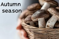 Fresh wild mushrooms in wicker basket held by hands during autumn harvest season for cooking and culinary preparation.