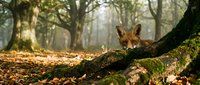 Young red fox cub peeking from behind moss-covered fallen tree trunk in autumn forest with golden sunlight filtering through trees and fallen leaves.