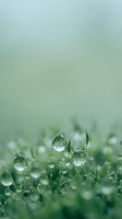 Fresh morning dew drops on green moss creating natural water pearls with soft bokeh background for wellness and environmental concepts.