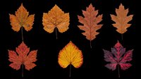 Autumn maple and oak leaves in various shades of red, orange, yellow, and brown, isolated on transparent background. Ready for fall designs, t-shirt graphics, stickers, clipart, print-on-demand products, and seasonal sublimation projects.