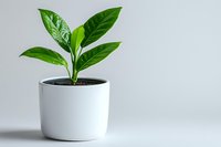 Young green plant with glossy leaves growing in minimalist white ceramic pot against light gray background, representing growth and new beginnings.