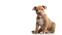 Adorable brown and white pit bull terrier puppy sitting on white background, looking at camera with curious expression. Isolated studio portrait for pet industry use.