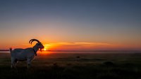 White goat standing in meadow during golden hour sunset with dramatic orange and purple sky colors creating peaceful rural farm scene.