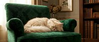 Ginger cat relaxing on green velvet armchair in cozy home library with wooden bookshelves and warm lighting for interior design and pet lifestyle content.