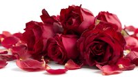 Deep red roses with scattered petals on white background, symbolizing romance, passion, and love for Valentine's Day celebrations or romantic occasions.