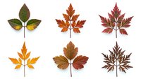 Autumn leaf collection with vibrant fall foliage in orange, red, yellow and brown colors isolated on white background for seasonal design projects.