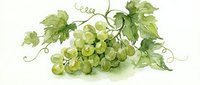 Fresh green grapes cluster with vine leaves and tendrils in watercolor style on white background for wine labels and organic food packaging design.