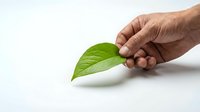 Hand holding fresh green leaf on white background symbolizing environmental care and natural sustainability concepts for eco-friendly design projects.