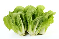 Fresh romaine lettuce heads with crisp green leaves arranged in row on white background, isolated produce for food and cooking designs.