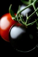 Fresh black and red tomatoes on vine against dark background with dramatic lighting, macro photography highlighting natural texture and water droplets.