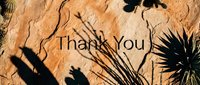 Thank you text carved on warm desert sandstone with cactus plant shadows, rustic nature gratitude concept for cards and social media.