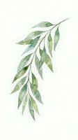 Watercolor botanical illustration of cascading green foliage branch with elongated leaves on white background, isolated and ready for design use.