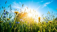 Bright summer meadow with wildflowers and grass against blue sky with sun rays. Natural outdoor scene for wellness and environmental concepts.
