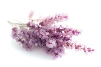 Delicate purple lavender flowers bunch isolated on white background, soft focus botanical composition with gentle shadows and light petals for spa and wellness design.