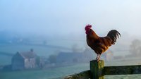 Rooster standing on wooden post overlooking misty rural valley landscape with farmland and buildings below at dawn or dusk.