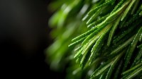 Fresh pine needles with morning dew drops in macro shot against dark background, natural green texture pattern showing delicate water droplets on conifer branches.