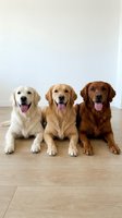Three golden retriever dogs sitting together on wooden floor with tongues out looking at camera in bright indoor setting for pet care advertising.