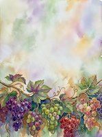 Watercolor illustration of grapevines with clusters of purple, green, red, and pink grapes hanging from branches with detailed leaves against a soft, blended pastel background. Suitable for wine labels, kitchen decor, and culinary designs.