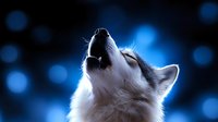 Siberian husky dog howling with mouth open against dark blue bokeh background. Canine portrait showing emotional expression and natural behavior.