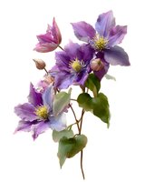Purple clematis flowers with green leaves isolated on white background for floral design and botanical decoration projects.