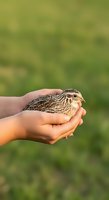 Child's hands holding young quail chick against blurred green garden background. Wildlife care and animal husbandry concept for educational and farming content.