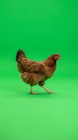 Brown hen chicken standing on bright green background isolated for farm poultry agriculture design projects and marketing materials.