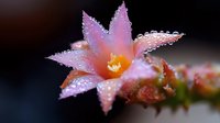 Pink cactus flower with morning dew drops on petals against dark background, macro photography shows delicate water beads and soft texture of succulent bloom.