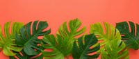 Tropical monstera leaves with vibrant green and yellow variegation arranged on coral background, isolated for design projects and botanical themes.
