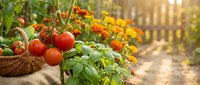 Fresh ripe tomatoes in wicker basket with green basil herbs and colorful marigold flowers in sunny garden greenhouse for organic farming and harvest.