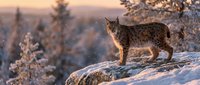 Wild lynx standing on snowy rock formation during golden hour sunrise in winter forest landscape with frost-covered evergreen trees in background.