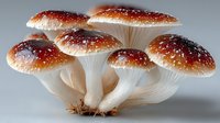 Cluster of red-capped mushrooms with white stems against neutral background, showcasing natural fungi growth pattern in detailed macro photography.