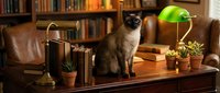 Siamese cat sitting on wooden desk in cozy home library with green banker lamp, books and potted plants creating warm scholarly atmosphere for pet lifestyle content.