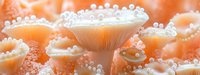 Delicate coral-colored mushrooms with glowing white pearls on gills create ethereal forest scene in soft morning light. Macro photography captures mystical natural details.