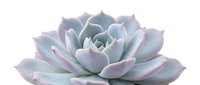Isolated succulent plant with pale purple and green leaves arranged in rosette formation, suitable for botanical designs, gardening projects, and nature-themed compositions.