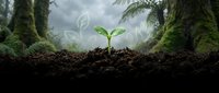 Young green seedling sprouting from rich dark soil in mystical forest environment with soft natural lighting and organic growth concept.