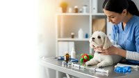 Female veterinarian examining small white dog in modern clinic office with medical supplies and toys creating caring professional atmosphere.